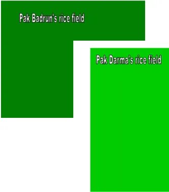 Figure 4.5 The rice field of Pak Badrun and Pak Darma 