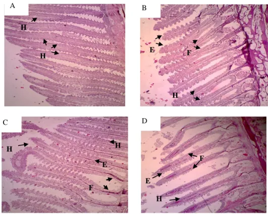 Gambar 1.  Struktur  anatomi  insang  ikan  lele  (Clarias  batrachus)  (Pewarnaan  HE,  Perbesaran  400x)  (A)  Lamela  insang kelompok kontrol, Lamela insang yang terpapar Cd berturut-turut (B) 1 ppm, (C) 2 ppm, dan (D)  4 ppm; E= edema lamela, H= hiperp