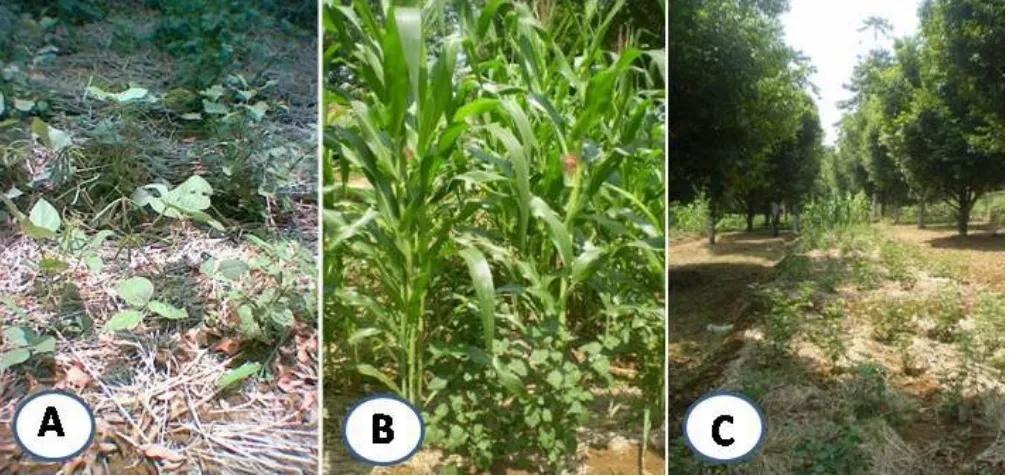 Gambar 3.  Pola  tanam  nilam.  (A)  nilam  sebagai  tanaman  utama  ditanam  dengan kacang hijau, (B) dengan jagung sebagai tanaman sela,  dan (C) tanaman nilam di antara pohon pala