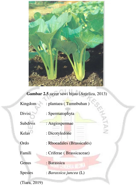 Gambar 2.5 sayur sawi hijau (Anjeliza, 2013)  Kingdom  : plantaea ( Tumnbuhan )  