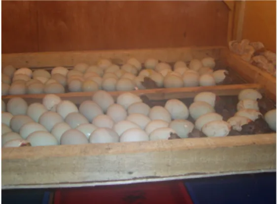 Gambar 1 Mesin Tetas sudah digunakan  Gambar 2 Telur yang Sedang Ditetaskan 