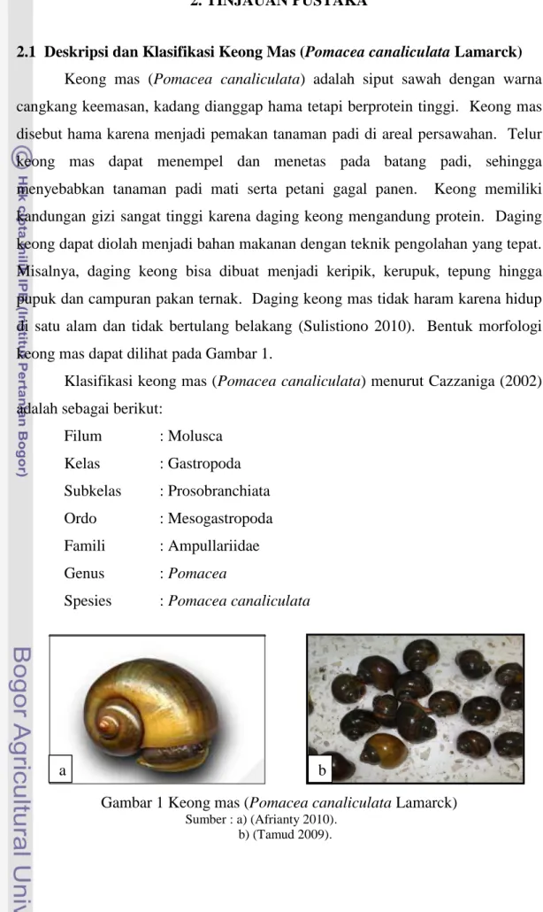 Gambar 1 Keong mas (Pomacea canaliculata Lamarck) 