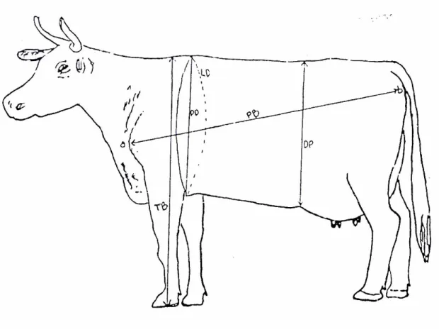 Gambar 2. Pengukuran Ukuran-ukuran Tubuh Sapi Friesian-Holstein 
