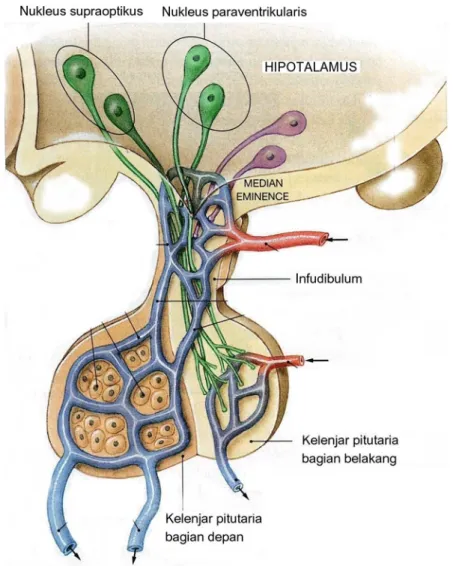 Gambar 8.2. Kelenjar hipotalamus dan pituitaria 