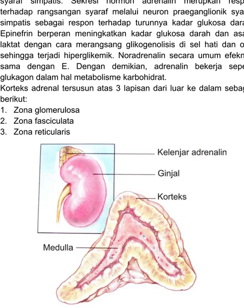 Gambar 8.5. Kelenjar anak ginjal (adrenal) 