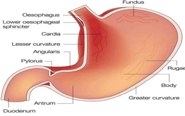 Gambar 2.3 Struktur lambung (Hameed, et al., 2014) 