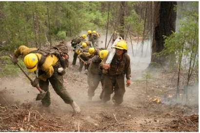 Foto di atas menunjukkan Petugas Pemadam menebang pohon disekitar batas luar area  kebakaran hutan dan menggali parit dengan tujuan memutus persediaan bahan bakar
