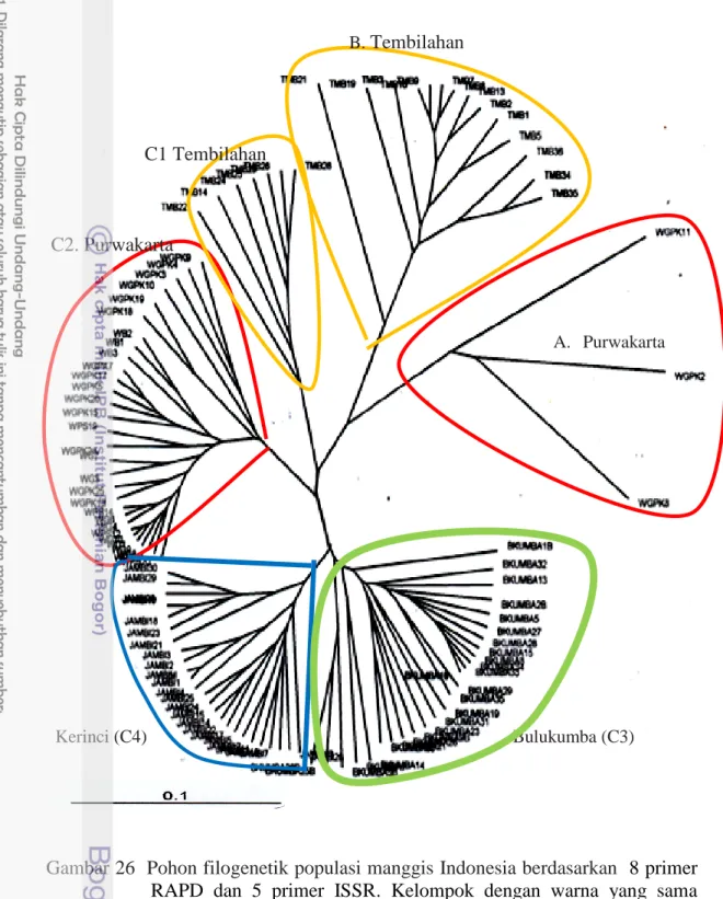 Gambar 26  Pohon filogenetik populasi manggis Indonesia berdasarkan  8 primer  RAPD  dan  5  primer  ISSR