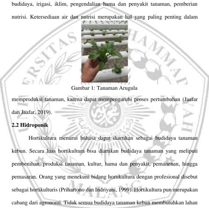 Gambar 1: Tanaman Arugula 