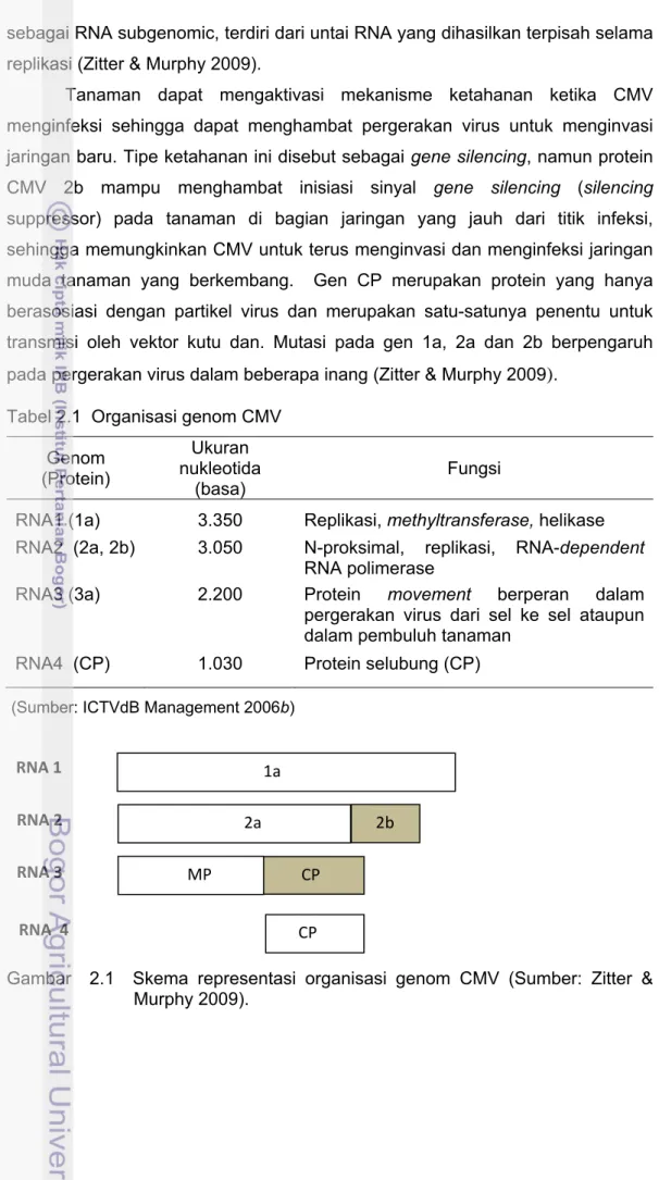 Tabel 2.1  Organisasi genom CMV   Genom 