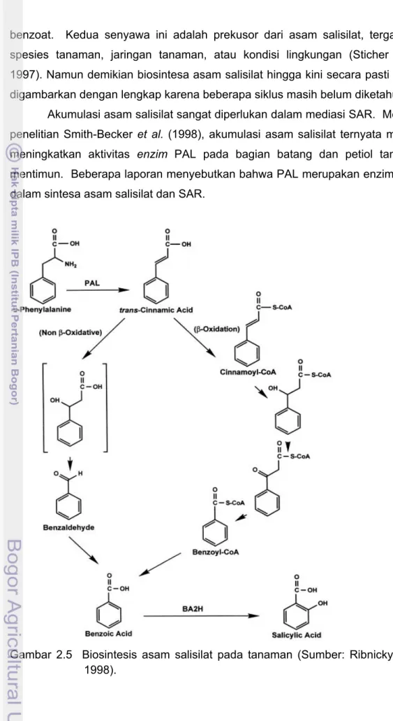 Gambar 2.5  Biosintesis asam salisilat pada tanaman (Sumber: Ribnicky et al. 