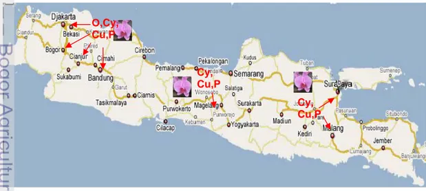 Gambar 3.1  Sebaran sampel anggrek yang terinfeksi ORSV (O), CymMV (Cy),  CMV (C) dan Potyvirus (P) di Pulau Jawa