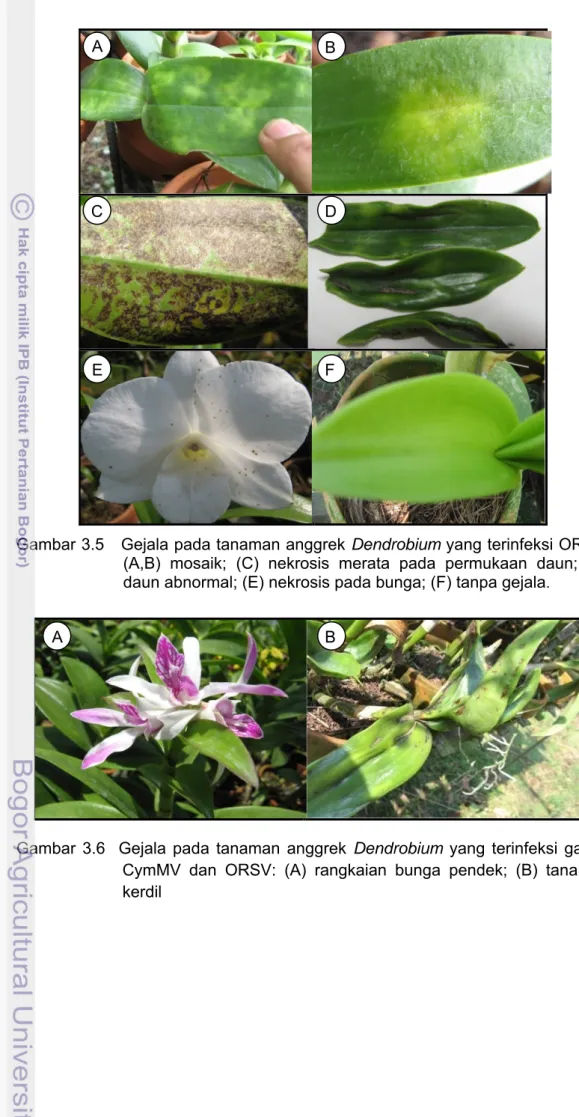 Gambar 3.5   Gejala pada tanaman anggrek Dendrobium yang terinfeksi ORSV: 