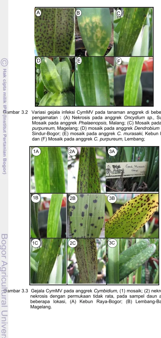 Gambar 3.2  Variasi gejala infeksi CymMV pada tanaman anggrek di beberapa  lokasi   pengamatan : (A) Nekrosis pada anggrek Oncydium sp., Surabaya; (B)  Mosaik pada anggrek Phalaenopsis, Malang; (C) Mosaik pada anggrek C
