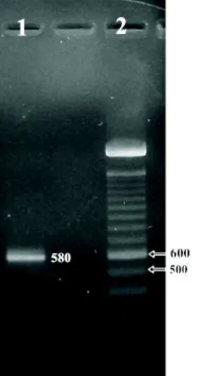 Gambar 3. Hasil elektroforesis isolasi fragmen RT-PCR dengan primer GGF2 dan GGR2 (2), DNA  marker (1)