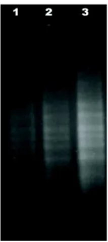Gambar 2. Hasil Elektroforesis RNA total         Hasil  amplifikasi  RT-PCR  dengan  pasangan  primer GGF1 dan GGR1, selanjutnya di uji secara  kualitatif  dengan  melakukan  elektroforesis  pada  gel agarose 1,5%