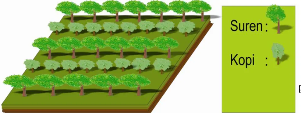 Gambar 3. Lahan yang ditanami dengan Pola Agroforestri Suren dan Kopi    Struktur dan Jarak Penanaman Agroforestri Suren dan Kopi  