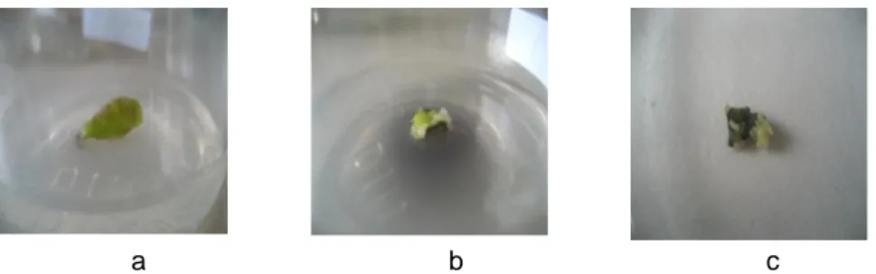 Gambar 1. Inisiasi kalus irisan eksplan daun yang mulai membengkak (a, b dan c) 
