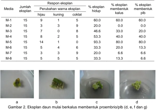 Tabel  1.  Pengaruh  komposisi  media  inisiasi  terhadap  perubahan  eksplan  daun  Phalaenopsis pada 6 MST  Media  Jumlah  eksplan  Respon eksplan  % eksplan hidup  % eksplan  membentuk  kalus  % eksplan  membentuk plb Perubahan warna eksplan 