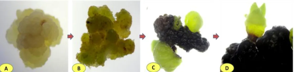 Gambar 5. Tahapan  perkembangan  embriogenesis  somatik  manggis  klon  Leuwiliang  (A)  kalus semi friable; (B) kalus menghijau; (C) globular; dan (D) kotiledon