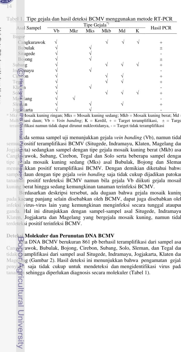 Tabel 1.  Tipe gejala dan hasil deteksi BCMV menggunakan metode RT-PCR 