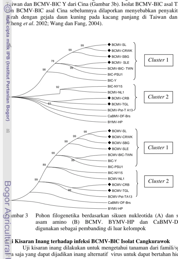 Gambar 3   Pohon  filogenetika  berdasarkan  sikuen  nukleotida  (A)  dan  sikuen  asam  amino  (B)  BCMV