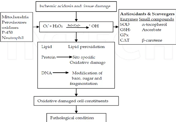 Gambar  2.2  Mekanisme  Stres  Oksidatif  dapat  menyebabkan  Kerusakan  Patologi  (Dikutip dari Krishnamurty dan Wadhani, 2012)  