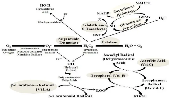 Gambar  2.3  Mekanisme  pertahanan  antioksidan  enzimatik  dan  non  enzimatik  (dikutip dari Atukeren dan Yigitoglu, 2013) 