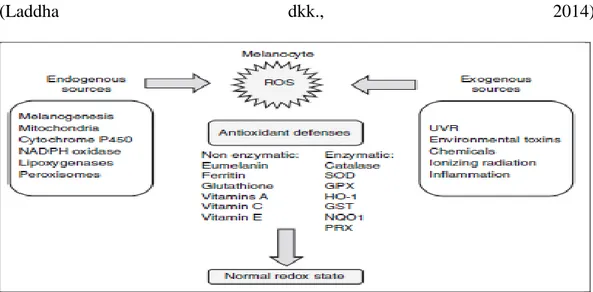 Gambar  2.5  Induksi  pembentukan  ROS  oleh  sumber  eksogen  dan  endogen  serta  mekanisme  pembelaan  antioksidan  untuk  mengembalikan  keadaan  redoks  yang  seimbang dalam melanosit (dikutip dari Denat, 2014) 
