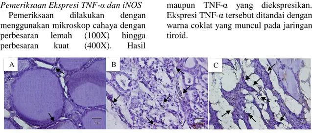 Gambar 1   Ekspresi  Tumor  Necrosis  Factor  (TNF)-α  dengan  pewarnaan  imunohistokimia  pada jaringan tiroid tikus