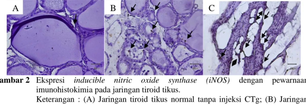 Gambar 2   Ekspresi  inducible  nitric  oxide  synthase  (iNOS)  dengan  pewarnaan  imunohistokimia pada jaringan tiroid tikus