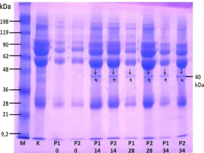 Gambar 1 .  Hasil  Profil  Pita  Protein  Serum  Tikus  Perlakuan.  (M=Marker;  K=Kontrol; 