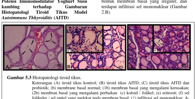 Gambar 5.3 Histopatologi tiroid tikus.  