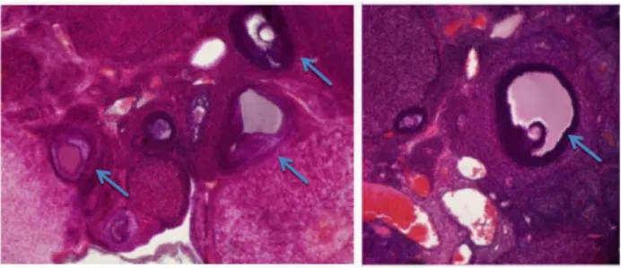 Gambar 5. Gambaran histologi ovarium (100x) steroidogenesis  dan  seleksi  folikel  (16)