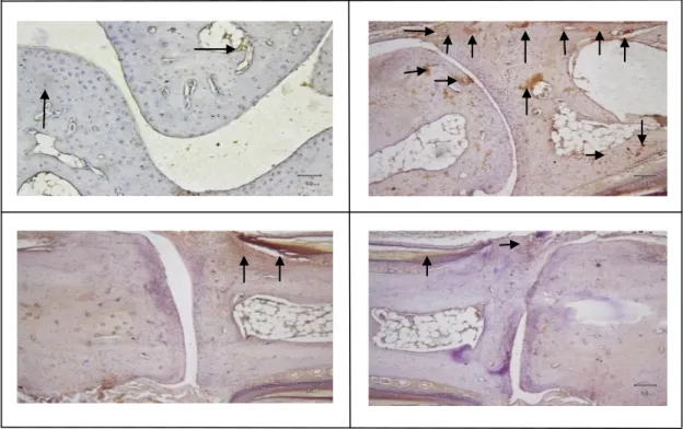 Gambar 1  Ekpresi Tumor Necrosis Faktor (TNF-α) pada sendi kaki Arthritis Rheumatoid  Keterangan: A = sendi kaki tikus kontrol; B = sendi kaki ikus arthritis rheumatoid; C = sendi kaki tikus 