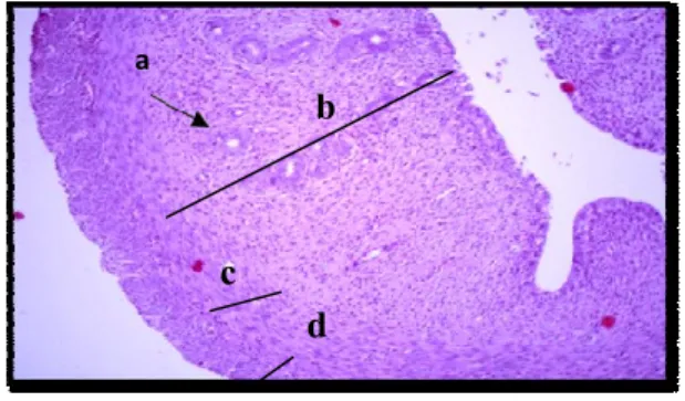 Tabel 5. Häsìl Uji DMRT Rata-Rata  Ketebalan    Lapisan  Endometrium    (m)    pada  Preparat Irisan Melintang Utuh  Uterus  Tikus  Putih  Betina  sesudah Pemberian Ekstrak