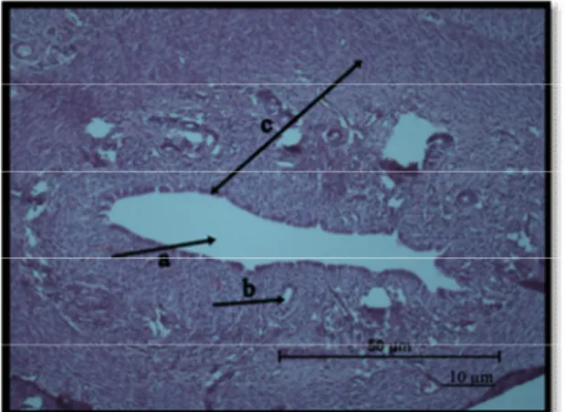 Gambar  1.  Mikrofotograf  sayatan  melintang  endometrium  tikus  putih  betina  sesudah  pemberian  ekstrak  kacang  panjang:  a.kelenjar  endometrium,  b