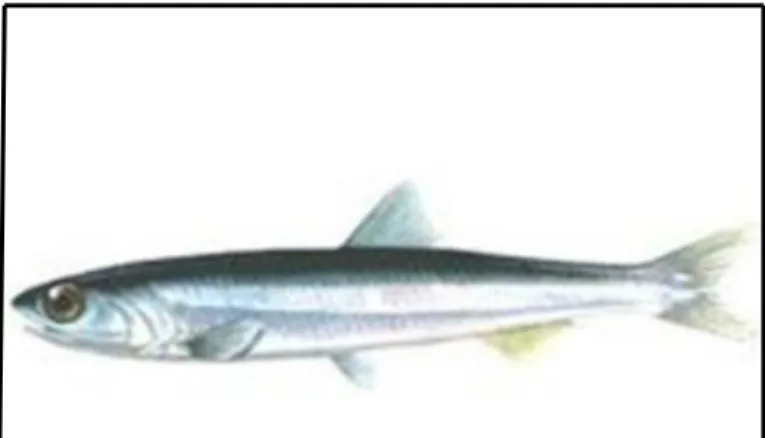 Gambar 2. Ikan teri nasi (Stolephorus sp)   Gawaksa (2014). 