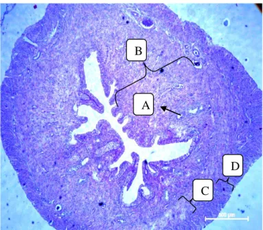 Gambar 2. Struktur Histologi Endometrium,A: kelenjar endometrium;  
