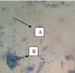 Gambar 6. Fase Estrus. A; epitel bertanduk. B; lekosit heterofil   (Dellman dan Brown, 1992: 524)