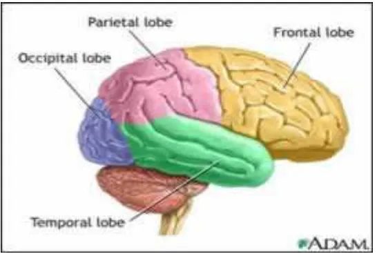 Gambar 2.1 Lobus-lobus otak 