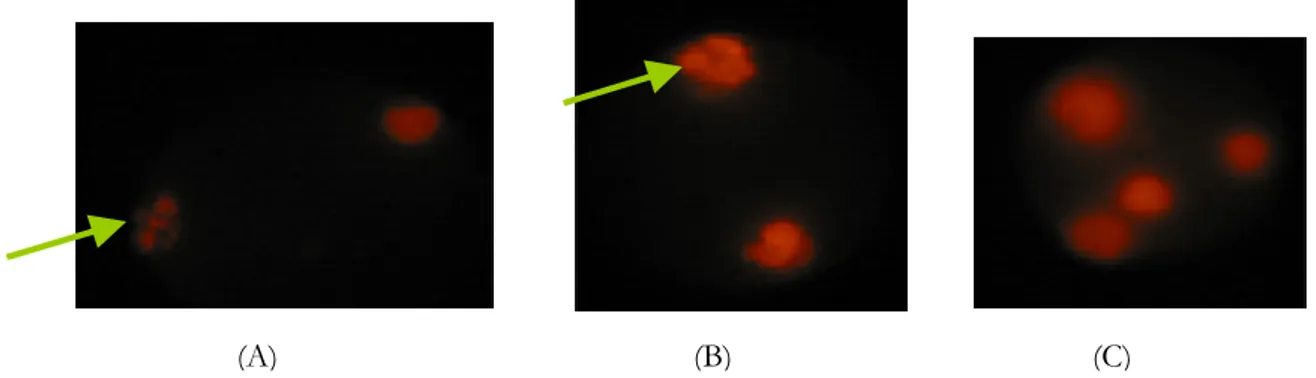 Gambar  5.  Penampakan  morfologi  DNA  sel  HeLa  setelah  dilakukan  pengecatan  dengan  Etidium  Bromida  pada  jam  ke-48  dengan  perbesaran  100x