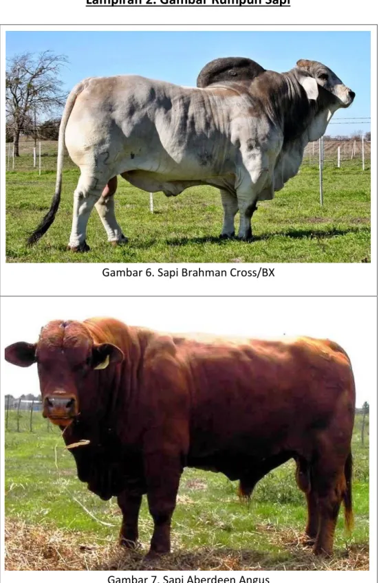 Gambar 6. Sapi Brahman Cross/BX 