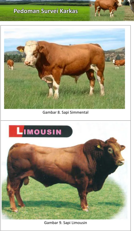 Gambar 8. Sapi Simmental 