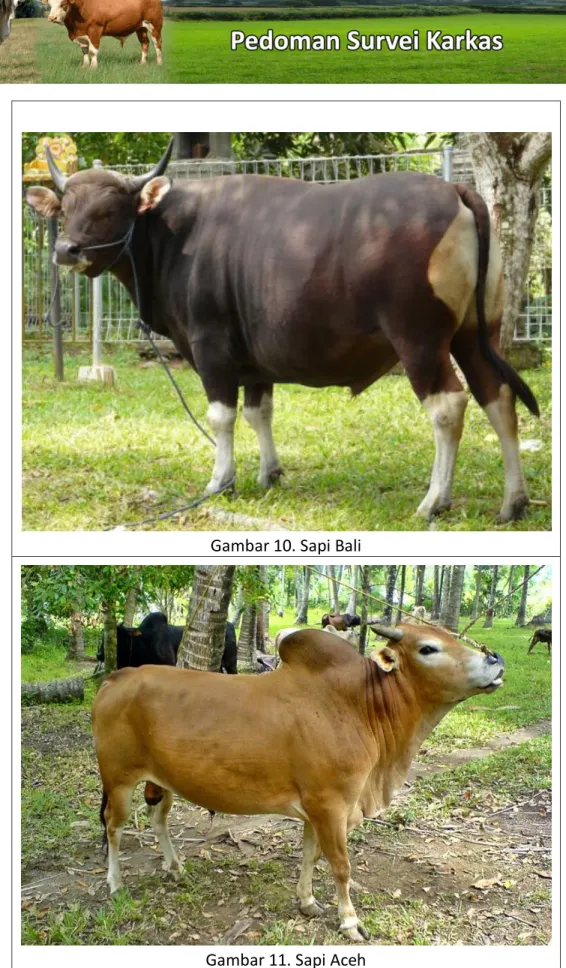 Gambar 10. Sapi Bali 