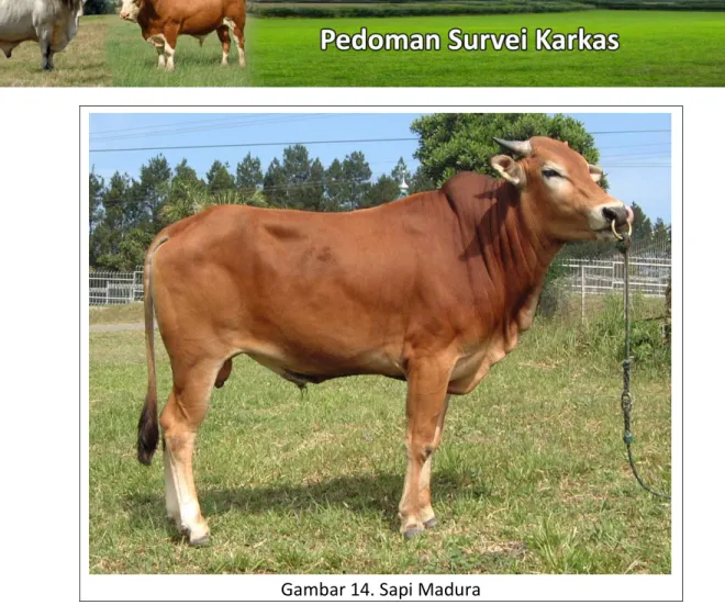 Gambar 14. Sapi Madura 