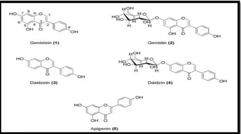 Gambar 2.6: Struktur Senyawa Genistein dan Daidzein (Green, Foss, dan Kelly,  2005; Kim, Peterson, dan Barnes, 1998) 