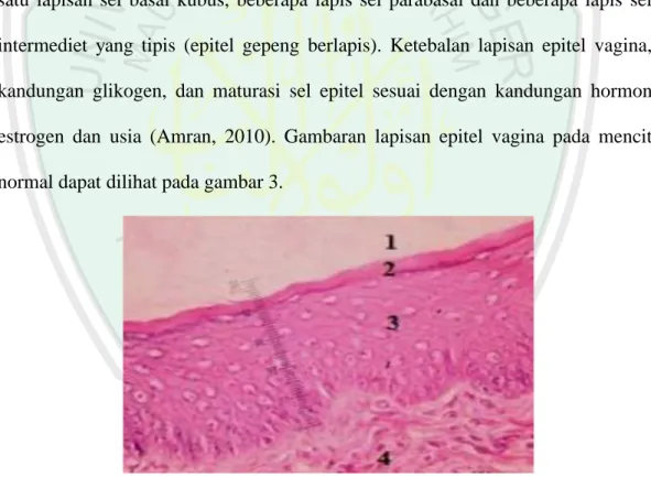 Gambar  3.0:  Gambaran  lapisan  epitel  dinding  vagina  pada  tikus  normal. 