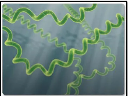 Gambar 3. Spirulina platensis (Sumber : http://databaseartikel.com) 