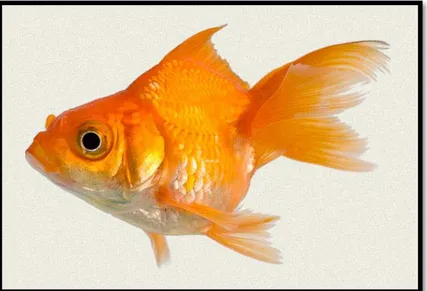 Gambar 2. Ikan Maskoki Oranda (Spencer) (www.tropicalifish.com) 